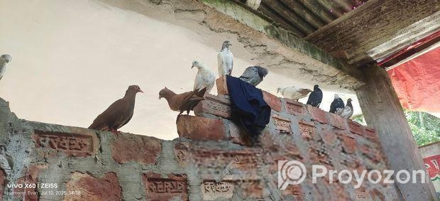 জোড়া কবুতর