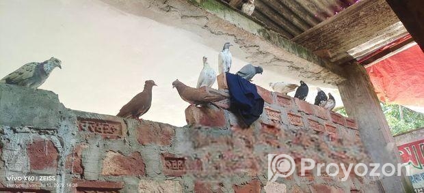 জোড়া কবুতর