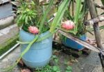 ডাগন গাছের চারা