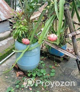 ডাগন গাছের চারা