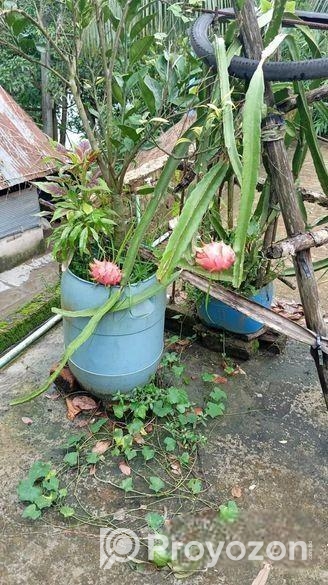 ডাগন গাছের চারা