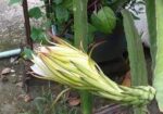 ডাগন গাছের চারা