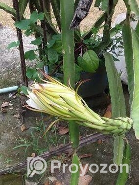 ডাগন গাছের চারা