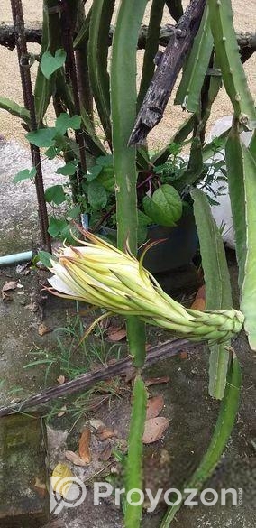 ডাগন গাছের চারা