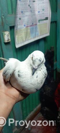 গিরিবাজ