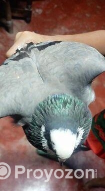 গিরিবাজ