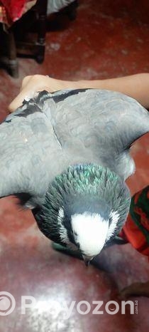 গিরিবাজ