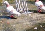 ৩ টি রেসার মিলি কবুতর বাংলা সেল হবে