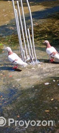 ৩ টি রেসার মিলি কবুতর বাংলা সেল হবে