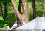 ৩ টি রেসার মিলি কবুতর বাংলা সেল হবে