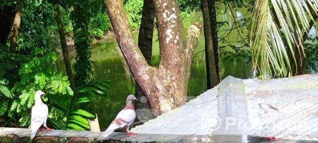 ৩ টি রেসার মিলি কবুতর বাংলা সেল হবে
