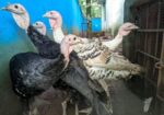 টার্কি মুরগী