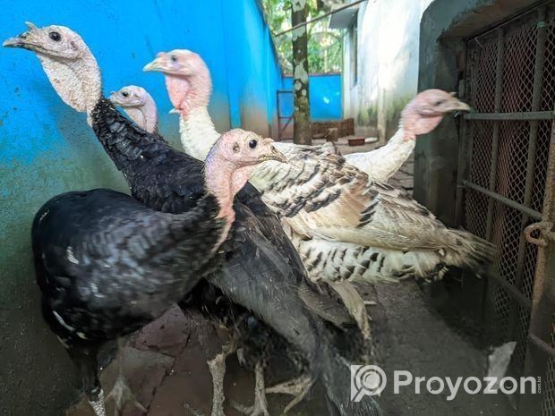 টার্কি মুরগী