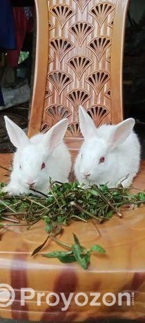 এক জোড়া খরগোশের বাচ্চা বিক্রি করা হবে