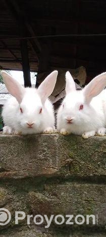 এক জোড়া খরগোশের বাচ্চা বিক্রি করা হবে