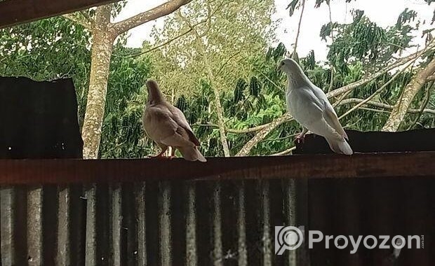 কিছু দেশী কবুতর বিক্রি করব