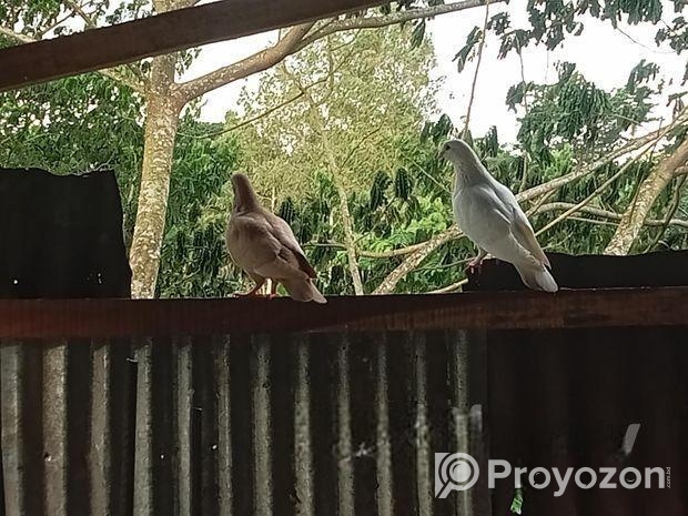 কিছু দেশী কবুতর বিক্রি করব