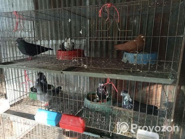 কিছু দেশী কবুতর বিক্রি করব