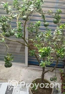 গাছ গুলো বিক্রি করবো।