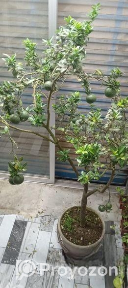 গাছ গুলো বিক্রি করবো।