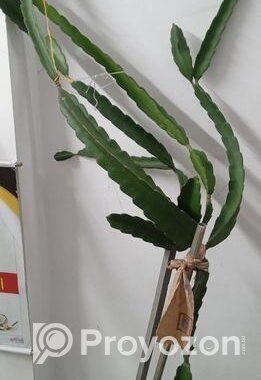 গাছ গুলো বিক্রি করবো।