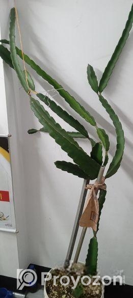 গাছ গুলো বিক্রি করবো।