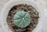 sell plant