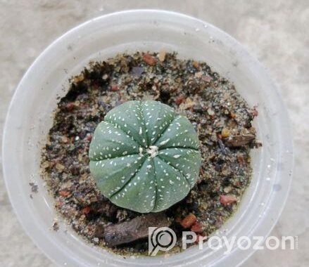 sell plant