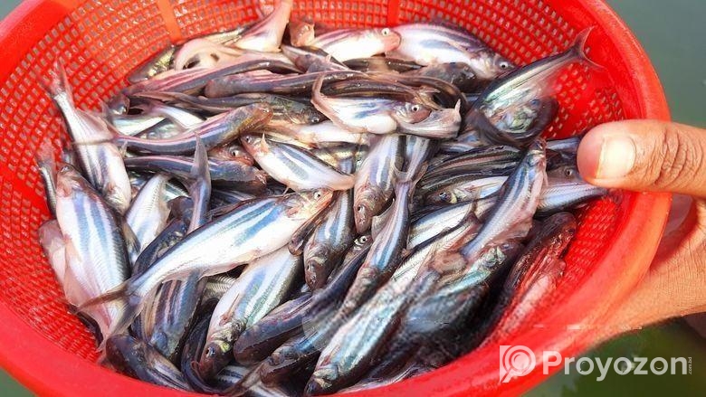 আমাদের হ্যাচারিতে বিষপ্রকারের মাছের পোনা বিক্রি কর