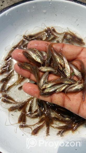 আমাদের হ্যাচারিতে বিষপ্রকারের মাছের পোনা বিক্রি কর