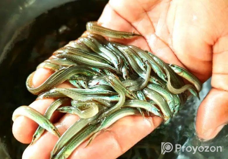 আমাদের হ্যাচারিতে বিষপ্রকারের মাছের পোনা বিক্রি কর