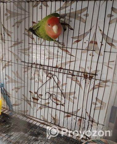 লাভ বার্ড