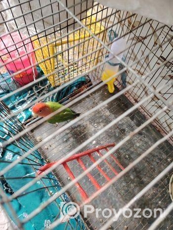 লাভ বার্ড