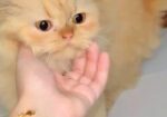 Persian Cat