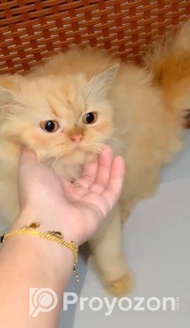 Persian Cat