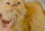 Persian Cat