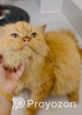 Persian Cat