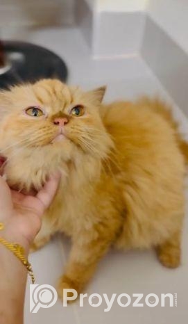 Persian Cat