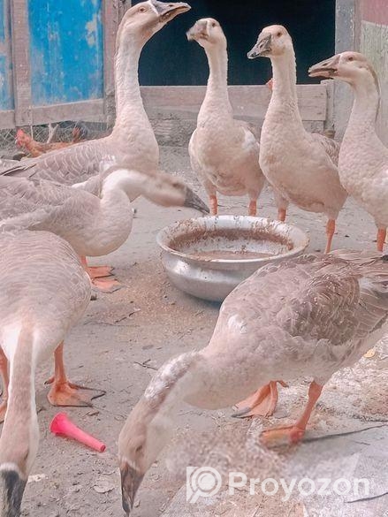 রাজহাঁস