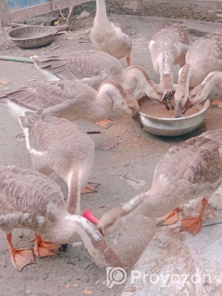 রাজহাঁস