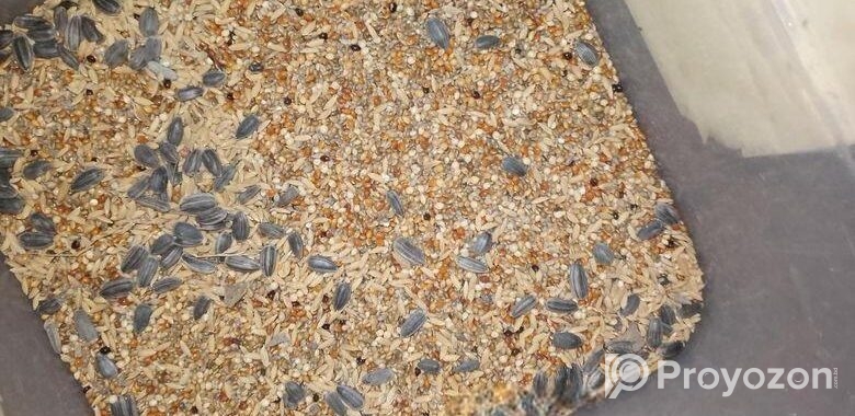 bazigar seed mix