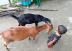 কালো খাসিটা বিক্রি করে হবে।