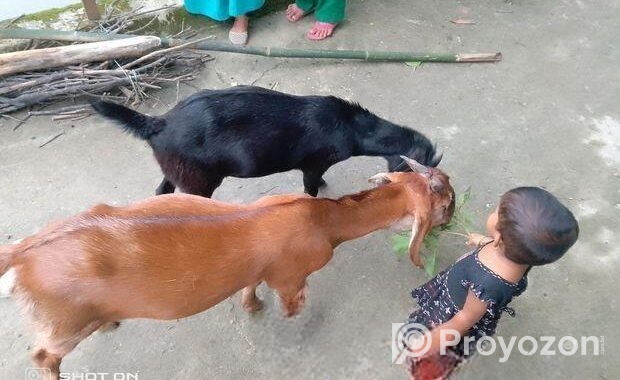 কালো খাসিটা বিক্রি করে হবে।