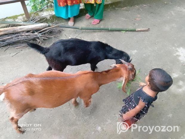 কালো খাসিটা বিক্রি করে হবে।