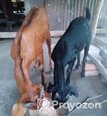 কালো খাসিটা বিক্রি করে হবে।