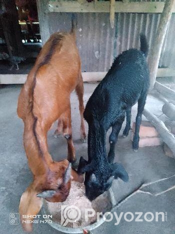 কালো খাসিটা বিক্রি করে হবে।