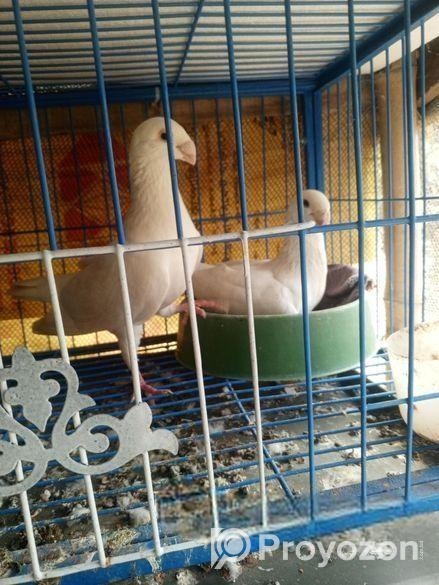 বিউটি হোমা বিক্রি করা হবে