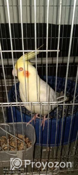 ককাটেল পাখি বিক্রি করা হবে।