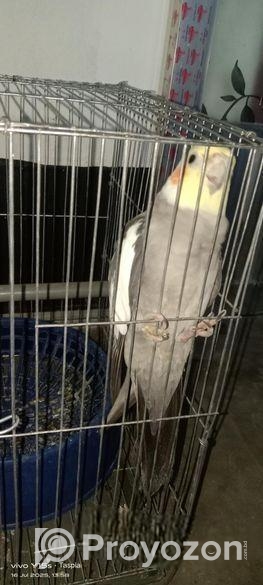 ককাটেল পাখি বিক্রি করা হবে।