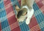 বিড়াল বিক্রি
